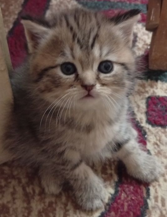 Срочно!Британские котята