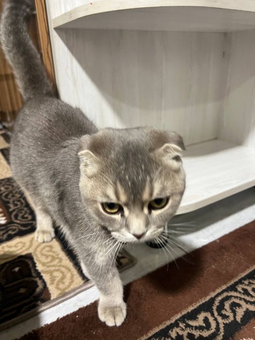 Shotland Mushugi toza qon