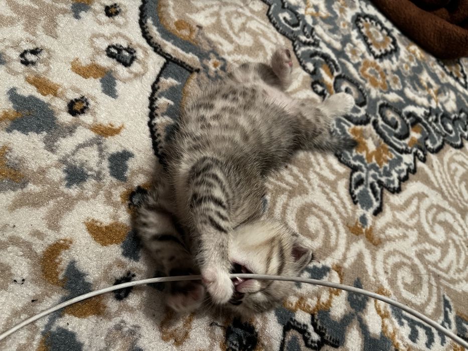 Котенок вислаухий шотланский