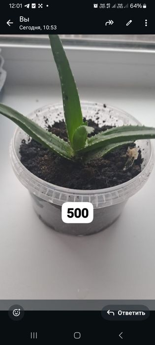 Продам комнатные цветы