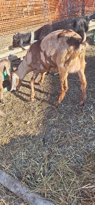 Vand capre anglo si carpatine