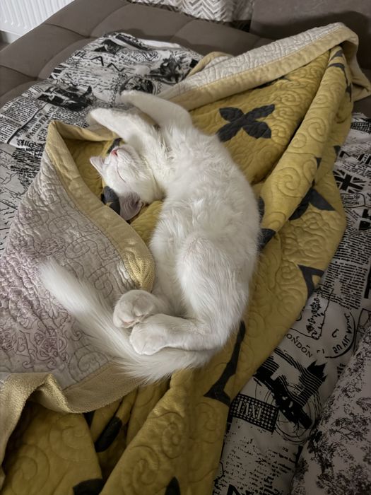 Продаётся котик Лаки
