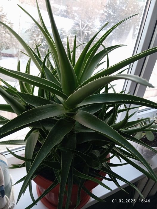 Алое готовое к использованию