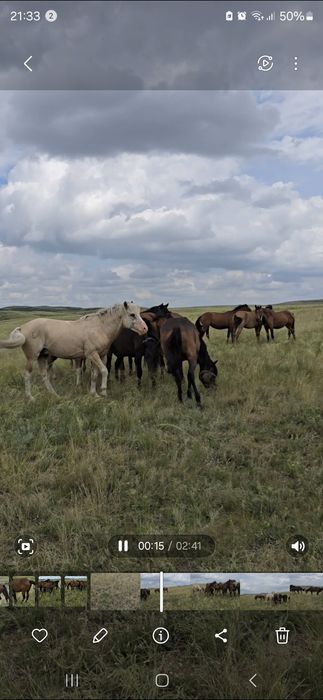 Айғыр Жабы сатылады, продается жеребец
