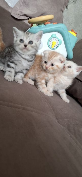 Шотландские короткошерстные котята