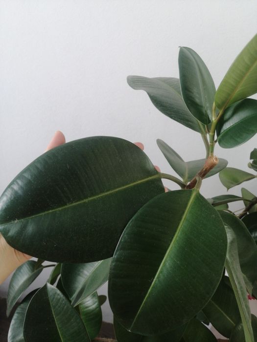 Фикус эластика для офисного интерьера