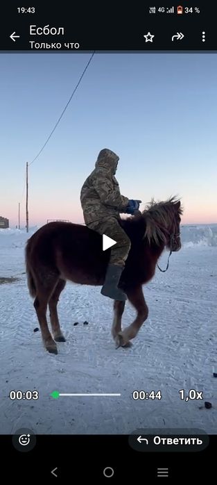 Продам мерина бес жасар