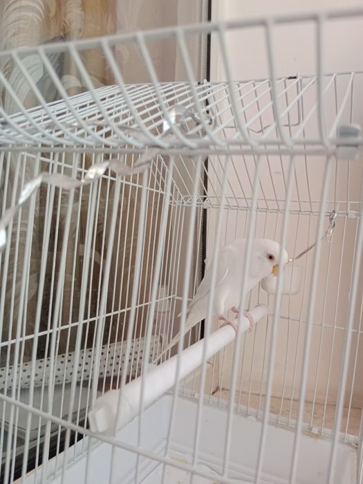 Продам попугай с клеткой