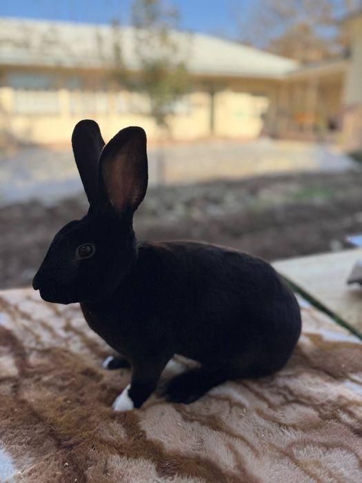 Кролик рекс чорни пантера самец 8 ойлик