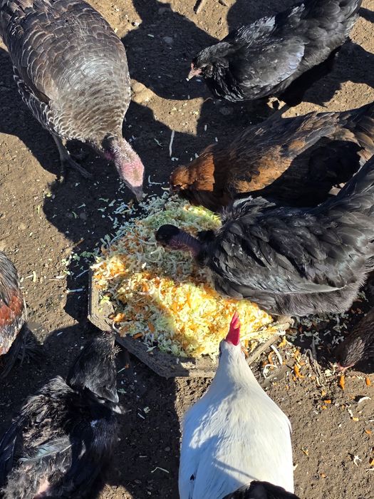 Ouă curcă pentru incubat