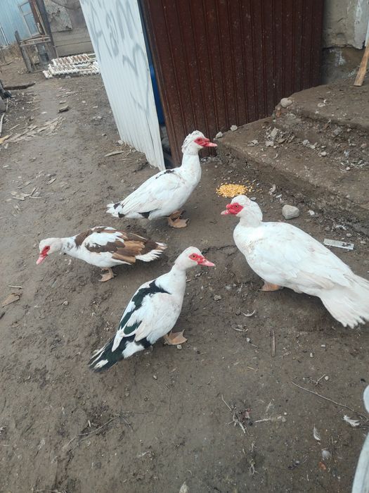 Продам индоуток цена 8000 за самку