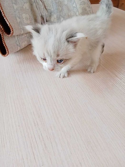 Отдам 3 котёнка в добрые руки