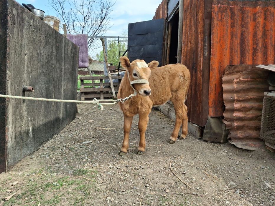 Корова с теленком