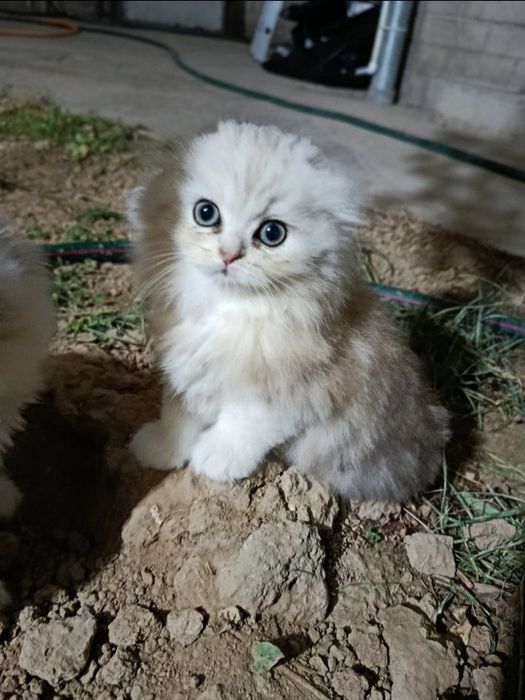 Skottish fold va strayt haylend 3 dona qoldi mushukchalar