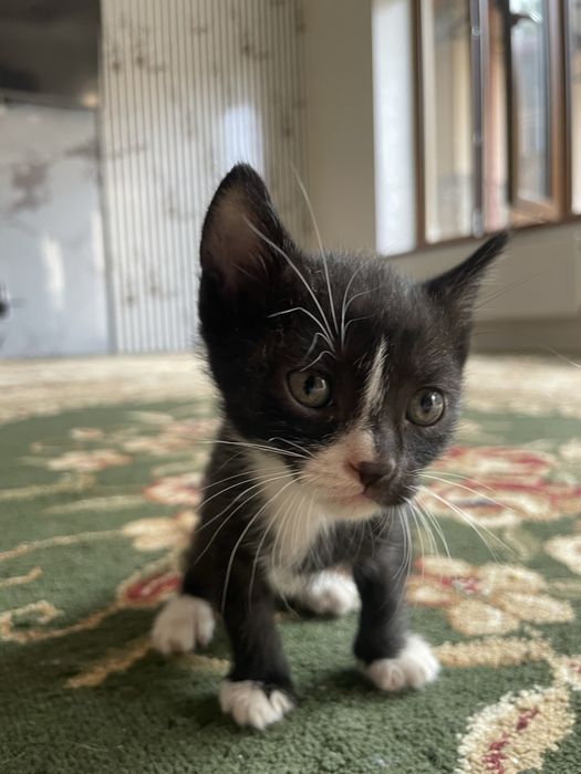 Продается кошки хорошие