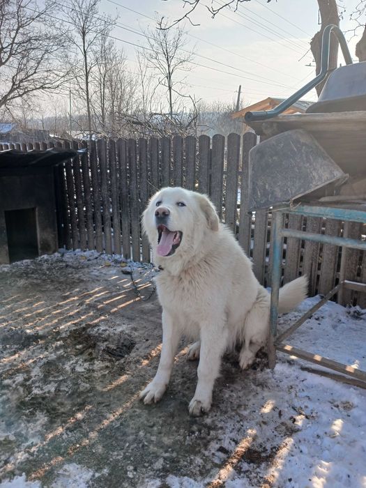 Isi cauta o noua casa