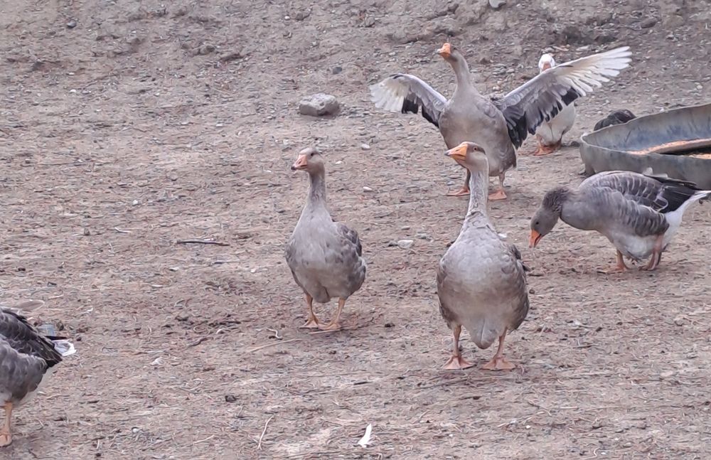 Gaste românești tinere