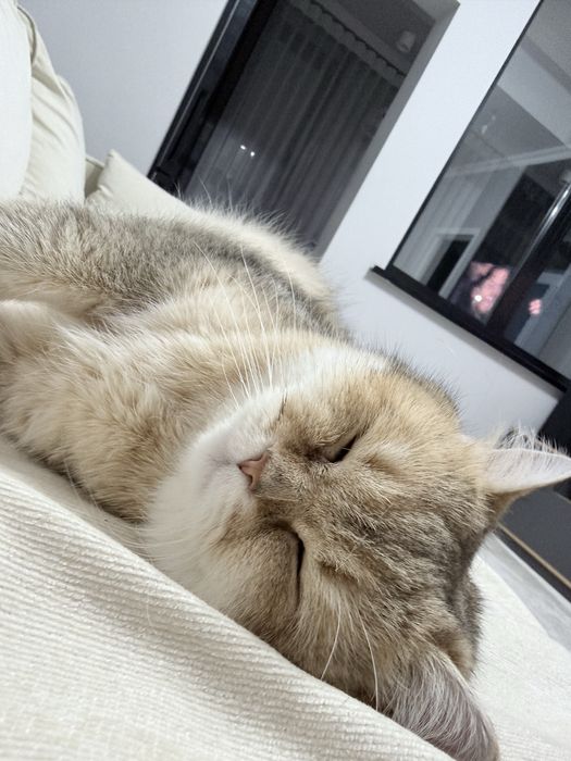 Скоттиш фолд мальчик кастрирован 7 лет