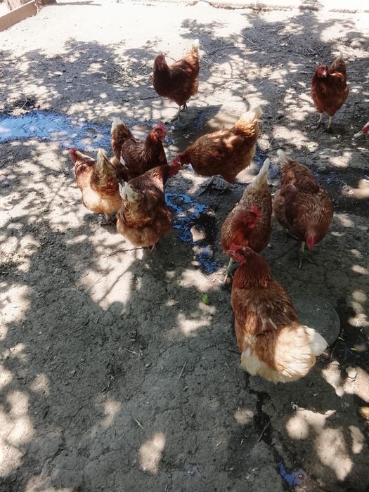 Продам кур несушек