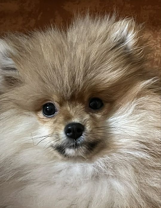 Vand caine Pomeranian