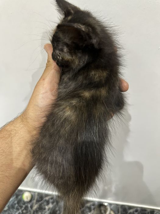 Подарявам котенца