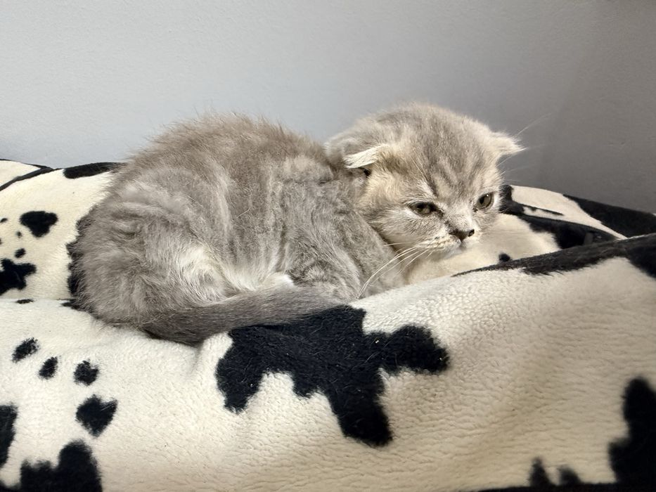 Scottish Fold  mushukcha sotiladi