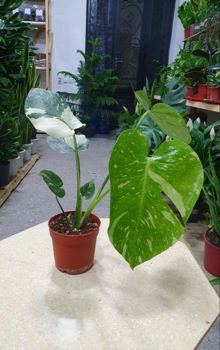 Monstera монстера