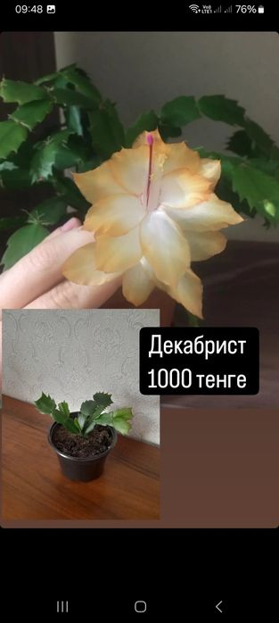 Алоэ взрослый в горшочке