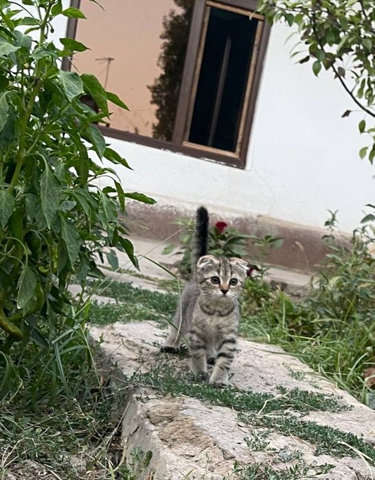 Bushuk bolasi hadiyaga