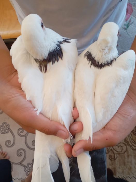 Голуби шейка бакинец