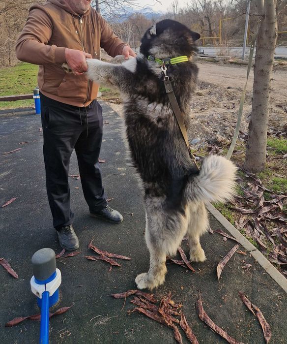 Вязка аляскинский маламут