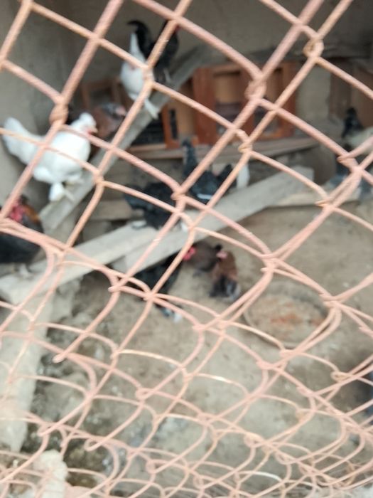 Султанка ветнамка обмен