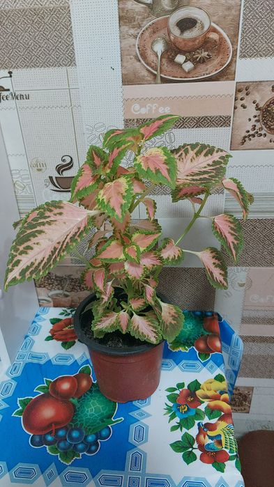 Комнатные цветы колеусы