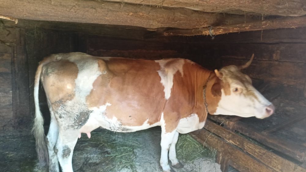 Vand vacă de lapte