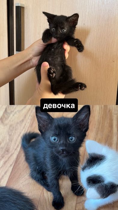 котенок бесплатно