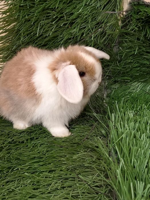 Карлик баран куйончалар сотилади 1ойлик