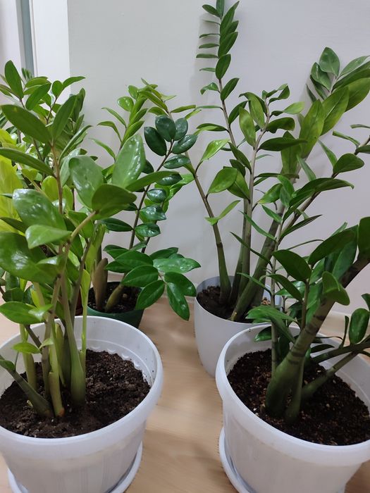 Долларовое дерево; Алоэ.