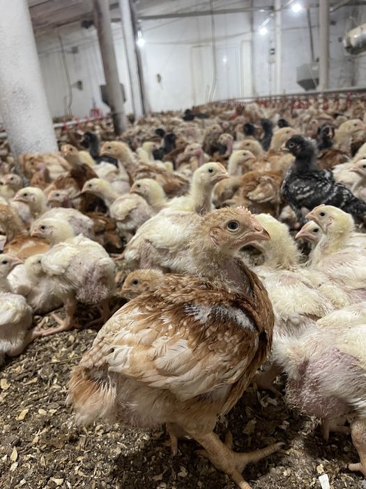 Pui carne si rasa mixta