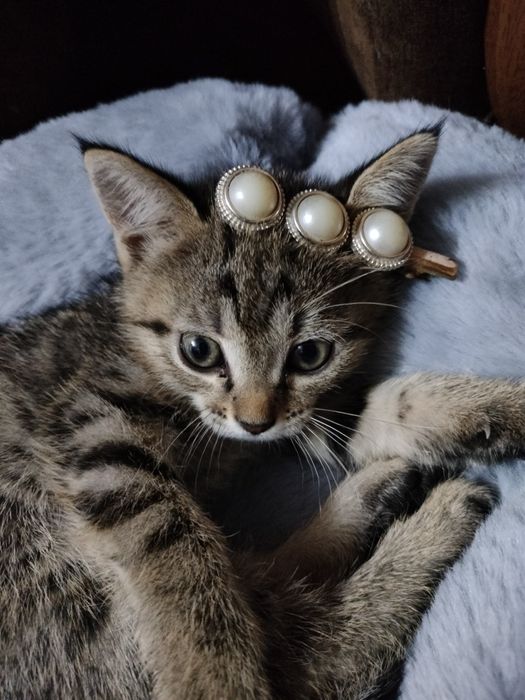 Бесплатно отдам кошку