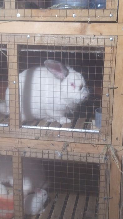 Продам молодых племенных кроликов!!!