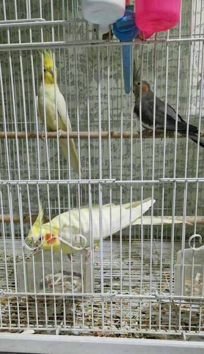 Срочно продам попугаев — корелла. Цена — договорная