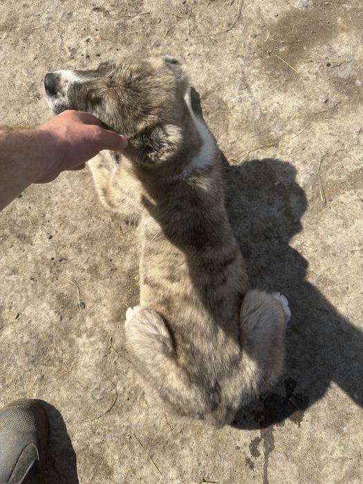 Продам щенков алабая