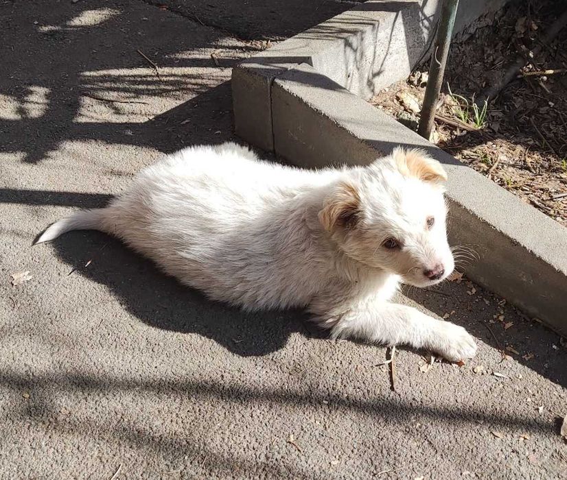 Щенки домашние, дворняги.