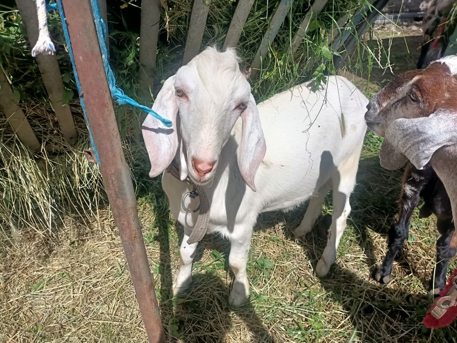 Țap metis anglonubian de vanzare
