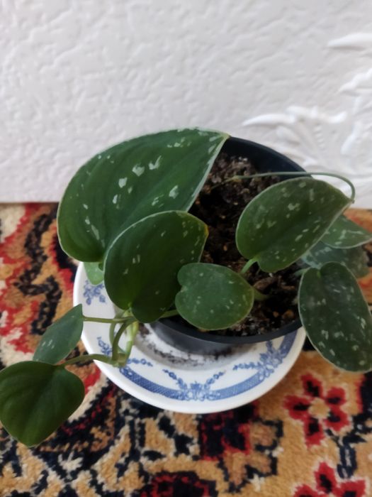 Комнатные цветы в ассортименте