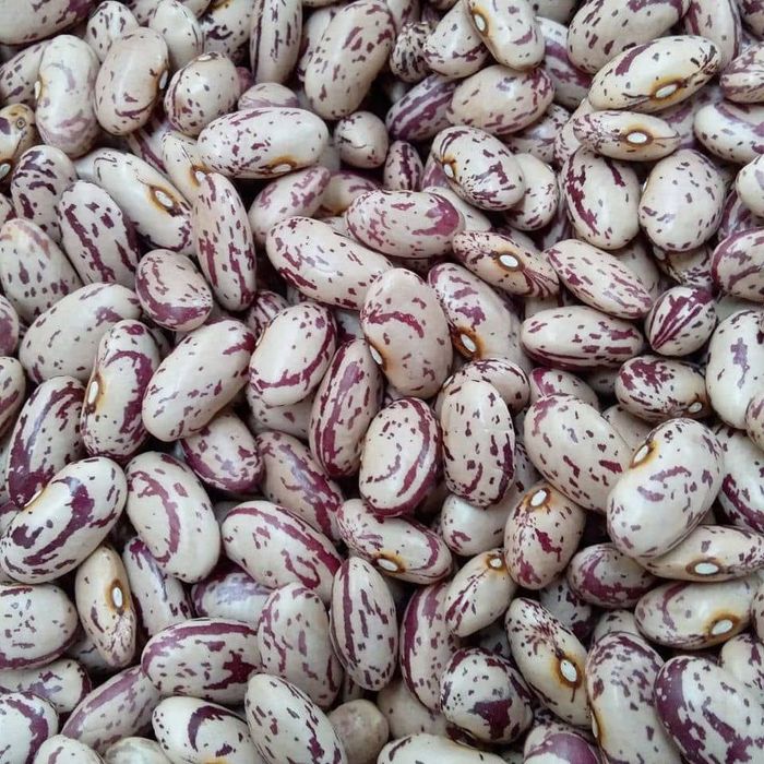 Fasole pestriță 2025