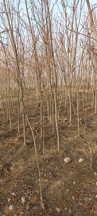 Каштаны есть от 2м до 5м количестве