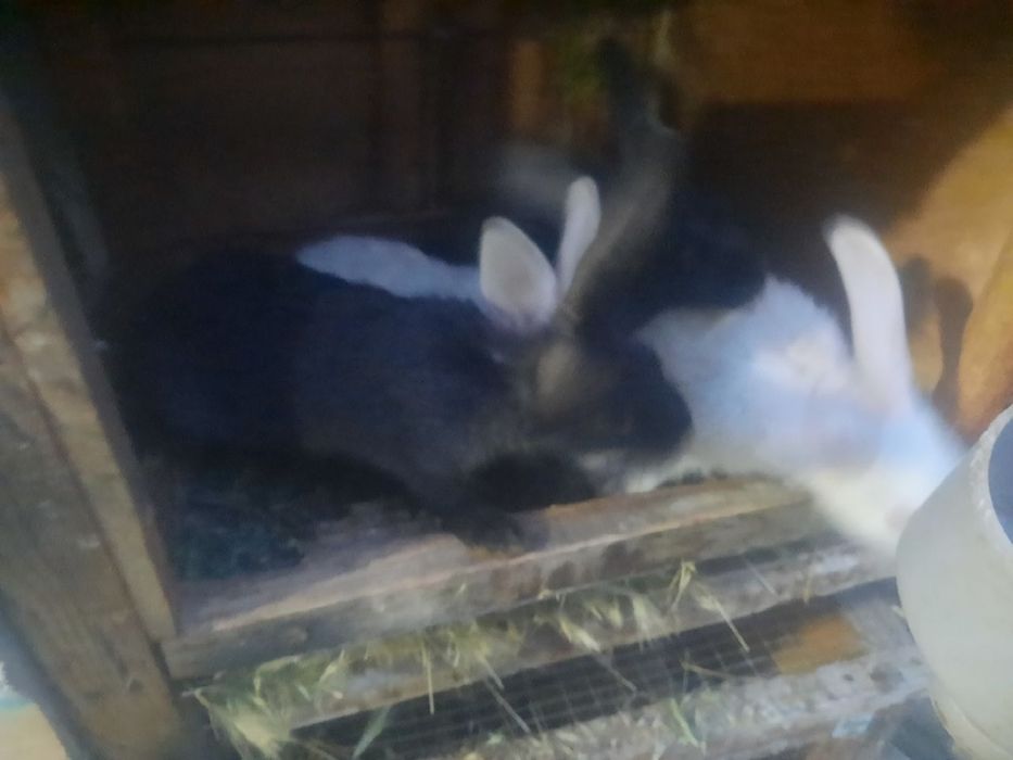 Quyon sotiladi qafasi blan