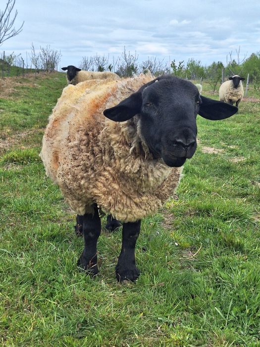 Vând un berbec și două oi Suffolk