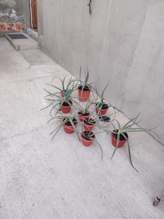 Алое вера лечебная, сорт американский.